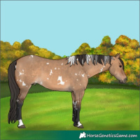 Horse Color:White Spotted Bay Dun 