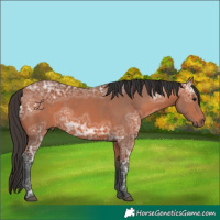 Horse Color:Bay Ice 