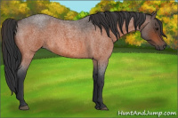 Horse Color:Bay Roan 