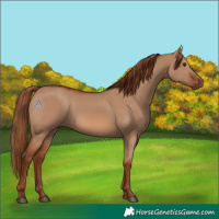 Horse Color:Red Dun 