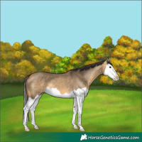 Horse Color:Buckskin Dun Splash