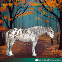 Horse Color:Brown Sabino Splash Appaloosa  and Buckskin Sabino Splash Appaloosa 