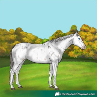 Horse Color:Brown Sabino Splash Appaloosa  and Brown Sabino Splash Frame Appaloosa 