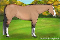 Horse Color:Bay Dun Sabino Splash Rabicano 