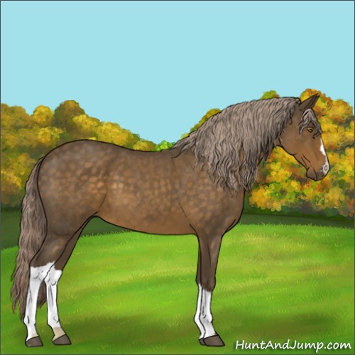Horse Color:Chocolate Palomino Roan 