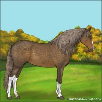 Horse Color:Chocolate Palomino Roan 