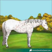 Horse Color:Bay Appaloosa 