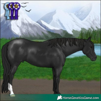 Horse Color:Gray Smoky Black 