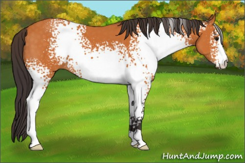 Horse Color:White Spotted Buckskin 