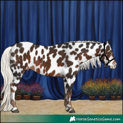 Horse Color:Liver Chestnut Mushroom Leopard