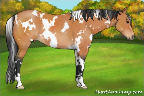 Horse Color:White Spotted Bay Rabicano 