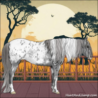 Horse Color:White Spotted Black Appaloosa Rabicano 