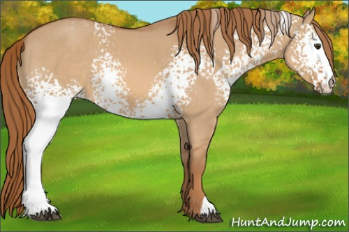 Horse Color:White Spotted Red Dun 