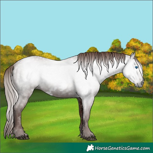 Horse Color:Gray Chestnut Frame