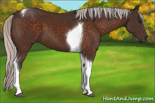 Horse Color:Silver Brown Mushroom Tobiano