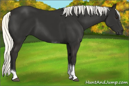Horse Color:Liver Chestnut Mushroom Tobiano