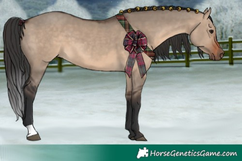 Horse Color:Brown Dun 