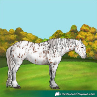Horse Color:Bay Near Leopard  and Gray Bay Near Leopard 