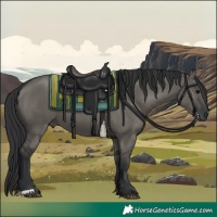Horse Color:Grullo 