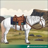 Horse Color:Bay Roan Splash Appaloosa