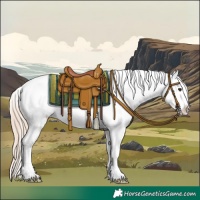 Horse Color:Red Roan Splash Appaloosa 