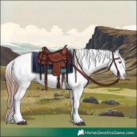 Horse Color:Red Roan Splash Appaloosa 