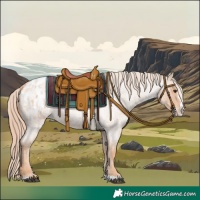 Horse Color:Red Roan Splash Appaloosa 