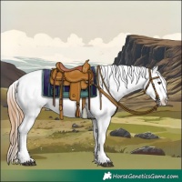 Horse Color:Red Roan Splash Appaloosa 