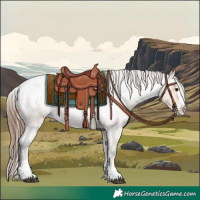 Horse Color:Bay Roan Splash Appaloosa 