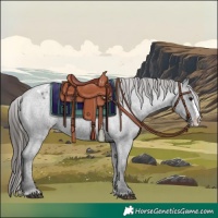 Horse Color:Blue Roan Splash Appaloosa 