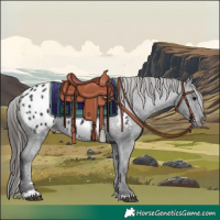 Horse Color:Black Appaloosa Rabicano 