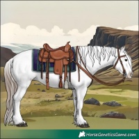 Horse Color:Black Appaloosa Rabicano 