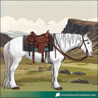 Horse Color:Black Appaloosa Rabicano 