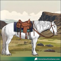 Horse Color:Black Near Leopard Rabicano