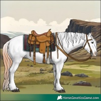 Horse Color:Black Appaloosa Rabicano