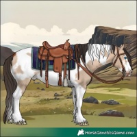 Horse Color:Bay Dun Tobiano Frame 