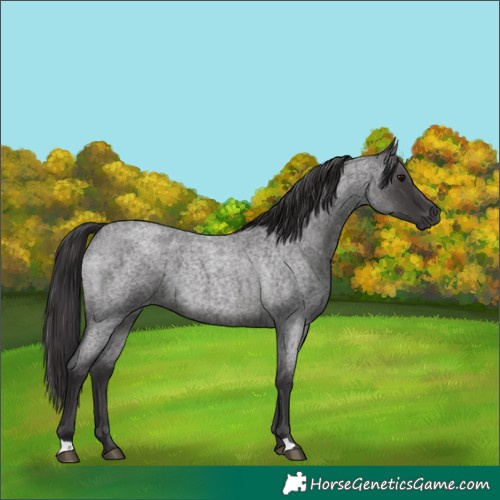 Horse Color:Smoky Blue Roan 