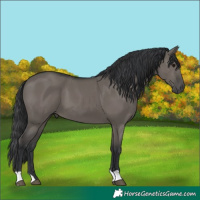 Horse Color:Grullo 