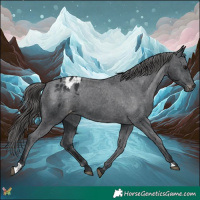 Horse Color:Black Appaloosa
