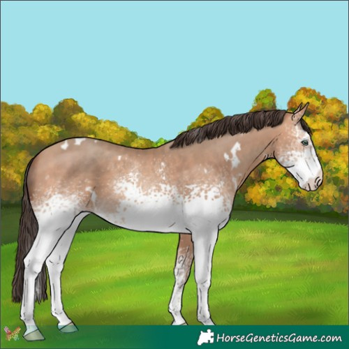 Horse Color:White Spotted Amber Champagne 