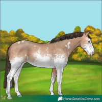 Horse Color:White Spotted Amber Champagne 