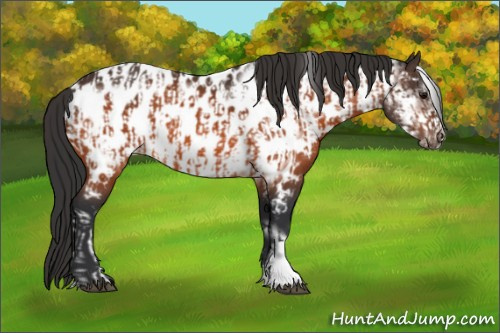 Horse Color:Bay Appaloosa  and Bay Frame Appaloosa 