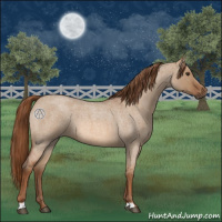 Horse Color:Red Dun 