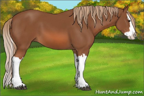 Horse Color:Chestnut Splash 