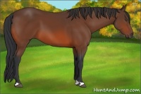 Horse Color:Bay 