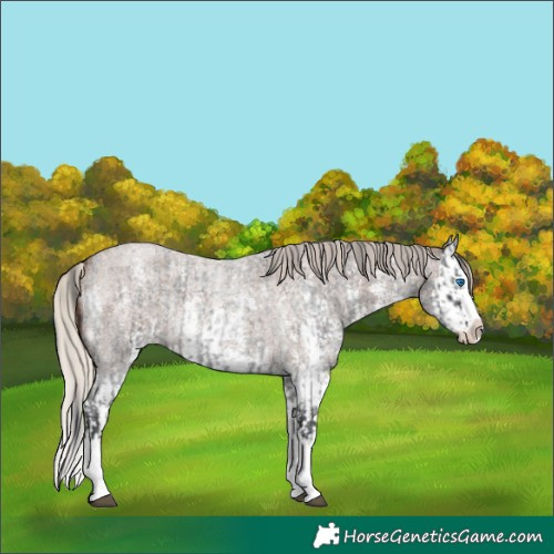 Horse Color:Blue Roan Sabino Splash  and Silver Blue Roan Sabino Splash 