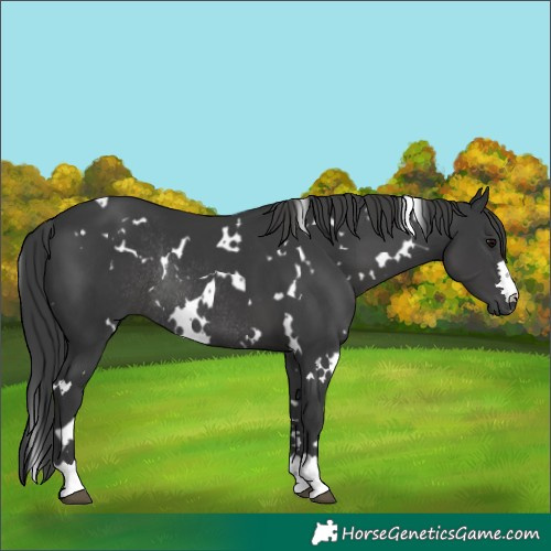 Horse Color:White Spotted Black Rabicano 