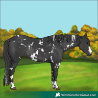 Horse Color:White Spotted Black Rabicano 