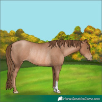 Horse Color:Liver Chestnut Pearl Rabicano 
