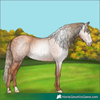 Horse Color:Gray Gold Champagne Rabicano 